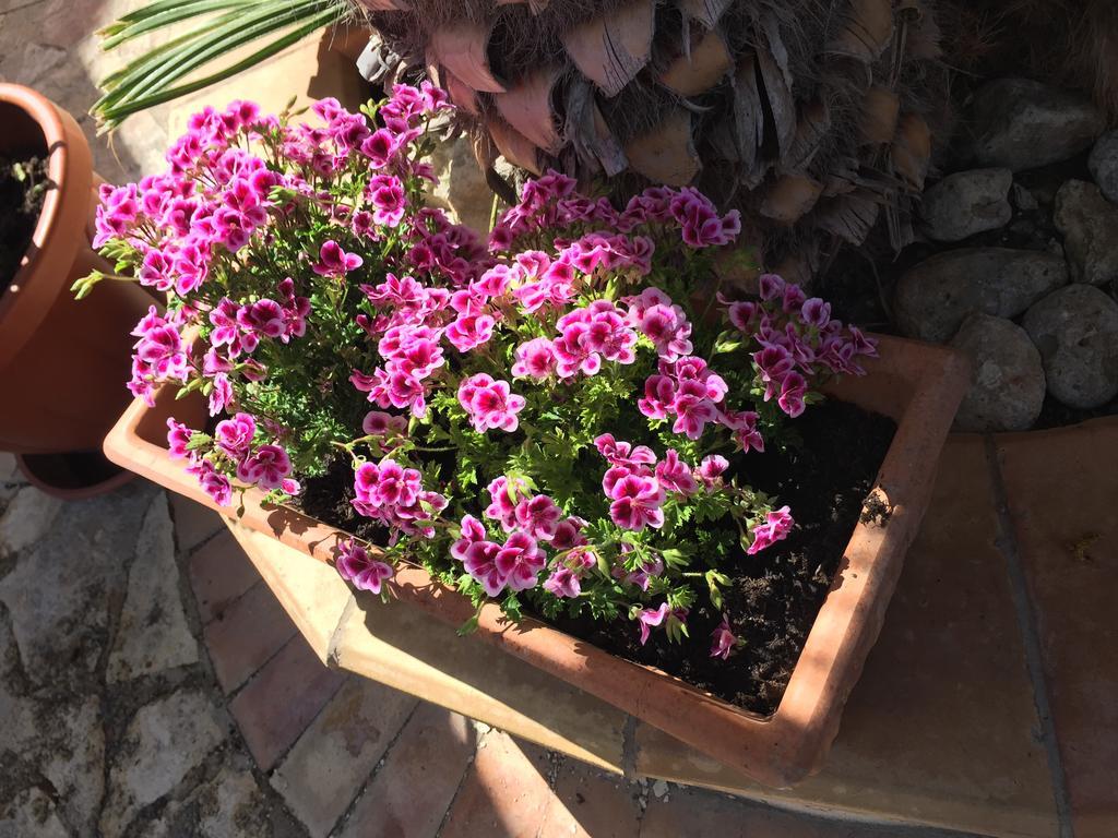 סן לאונה B&B Limone מראה חיצוני תמונה